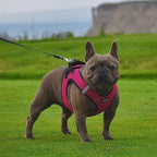 Step-In Air Mesh Dog Harness by Best Pet Supplies