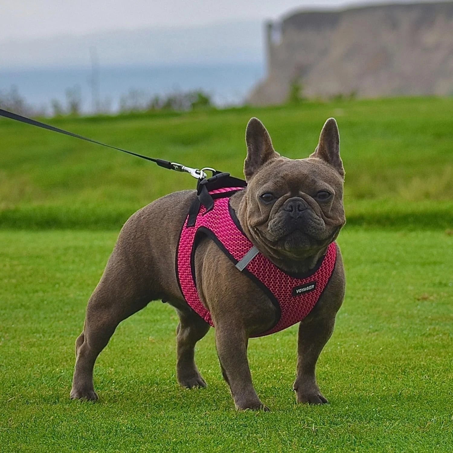 Step-In Air Mesh Dog Harness by Best Pet Supplies