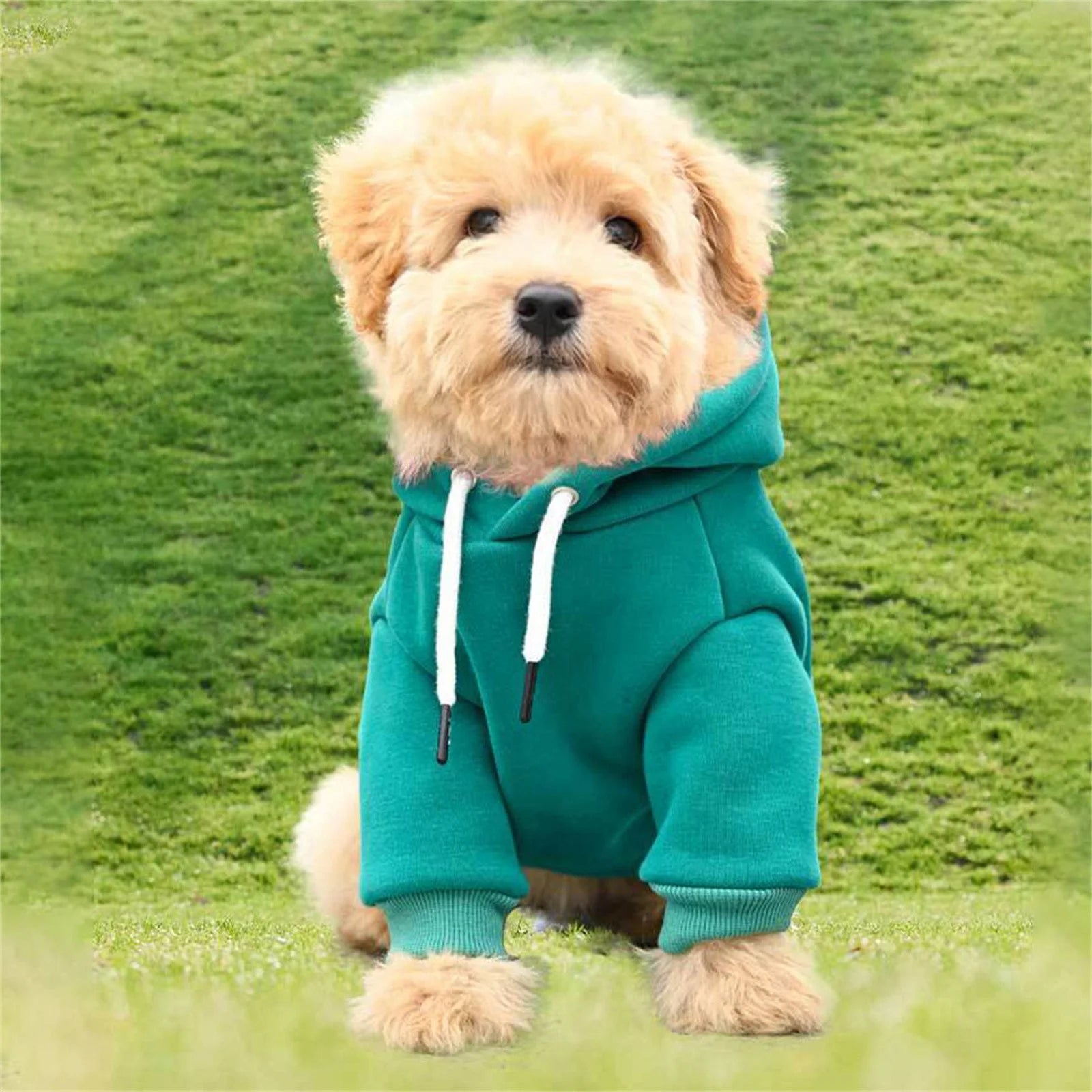 Dog Sweaters for Small Dogs, Fall Warm Dogs Boy Clothes Sweater, Medium Puppy with Pocket Fleece for Small Dog Girl Winter Hoodie Pet Clothes, Pet Supplies Red
